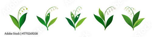 Delicate lily of the valley flowers with green leaves isolated