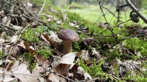 Brown edible Boletus badius mushrooms growing on a moss ground in a forest 