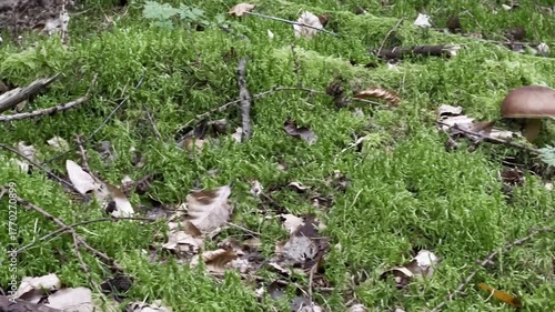 Brown edible Boletus badius mushrooms growing on a moss ground in a forest 