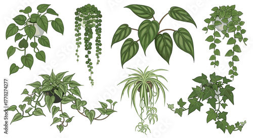 Vibrant collection of lush green hanging houseplants creating a fresh, natural, and modern botanical aesthetic for interior design inspiration