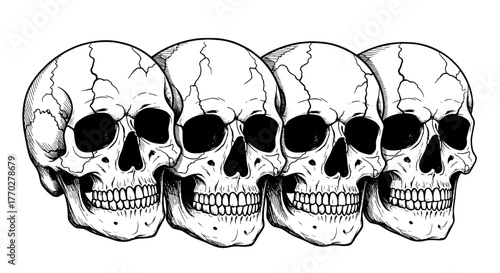 Row of Detailed Skulls Illustration in Monochrome for Halloween or Day of the Dead Designs, Gothic Tattoo Art, Medical Anatomy Diagrams, Horror Illustrations, Mortality Concepts, Skull Drawings, Death
