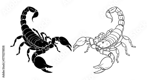 Scorpion Illustrations Facing Each Other in Black and White: Venomous Arachnid Posing, Symbolic of Strength and Danger for Tattoo Art, Graphic Design, Mascot Logos, Halloween Decor, Educational Charts