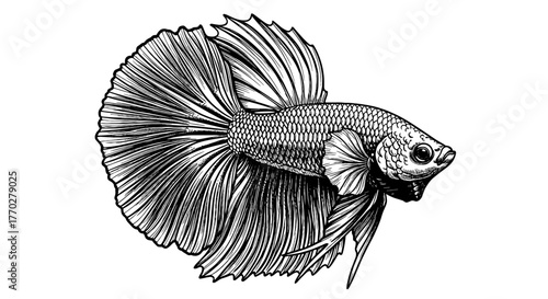 Detailed Betta Fish Illustration Swimming Elegantly in Aquatic Habitat - Decorative Motif for Pet Industry and Aquarium Enthusiasts - Intricate Lines, Detailed Scales, Graceful Fins - Black and White,