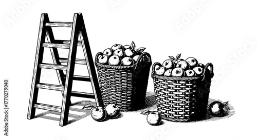 Harvest Apples with Ladder in Orchard Baskets: Rustic Agricultural Scene for Fall Season, Farm-to-Table Concept & Autumn Abundance. Vintage Engraving Style for Illustrations, Marketing, Presentations,