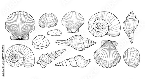 Detailed Line Art Seashells Collection: Isolated Marine Shells Outlines for Nautical Illustrations, Coastal Decor and Summer Designs Featuring Spirals, Fans and Textured Patterns, Ideal for Print, Edu