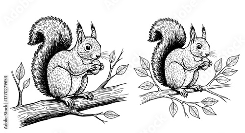 Detailed Squirrel Illustration Set Nibbling on Nut in Forest Branch: Vintage Wildlife Artwork for Nature Education, Conservation, and Environmental Awareness, Ideal for Greeting Cards, Book Illustrati