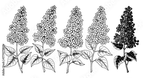 Detailed Lilac Flower Illustrations for Botanical Designs, Featuring Delicate Blooms and Veined Leaves in an Engraved Style, Ideal for Floral Arrangements, Spring Themes, Vintage Prints, Gardening Pro