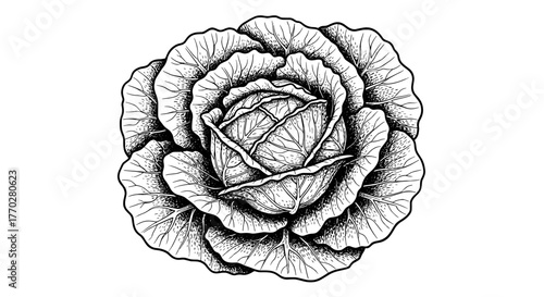Detailed Cabbage Head Illustration for Culinary Arts and Agriculture Projects, Presenting a Fresh Vegetable in a Black and White, Hand-Drawn Style Suitable for Educational Materials, Menus, and Nutrit