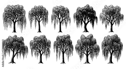Weeping Willow Tree Assortment in Black and White Illustration Style for Landscape Design Projects, Eco-Conscious Initiatives & Arbor Day Celebrations, Featuring Delicate Branches and Flowing Foliage,