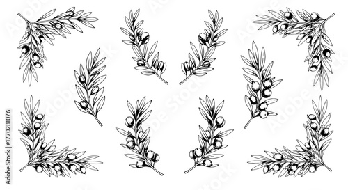 Elegant Olive Branches Arrangements for Mediterranean Decor & Branding: Vintage Botanical Illustrations for Invitations, Stationery, Healthcare, Skincare, & Wedding Designs with Classic Foliage and Fr