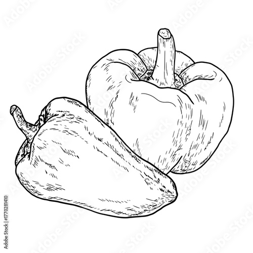 Bell pepper, simple drawing, black and white sketch. Vector illustration. Fresh farm vegetables, isolated on a white background. The theme of healthy eating, eco and vegetarianism