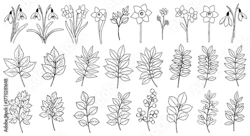 Detailed Floral and Leaf Illustrations: Delicate Botanical Line Art for Spring Designs, Elegant Plants for Nature Studies, Educational Diagrams, and Stylish Organic Design Projects, Perfect for Scient