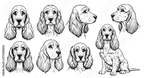 Detailed Cocker Spaniel Dog Breed Portraits and Full Body Poses: Artistic Outlines for Pet Illustrations, Veterinary Designs, Animal Lovers, Canine Breed Illustrations, Graphic Design Elements, Educat