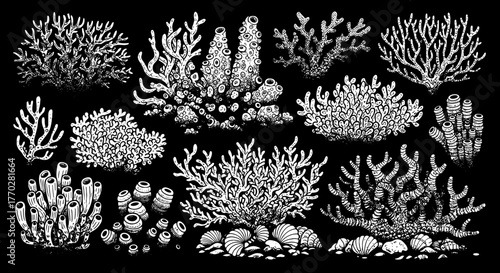 Exotic Sea Coral Assemblage on Ocean Floor: Intricate Marine Ecosystem Illustration for Educational Resources & Scientific Visualization. Botanical & Zoological Study, Underwater Flora, Natural Histor