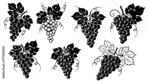 Elegant Grapevine Illustrations for Wine Industry and Culinary Design: Hand-Drawn Fruit Clusters for Vineyard Marketing and Restaurant Menus, Featuring Vintage Botanical Grape Graphics for Autumn Harv