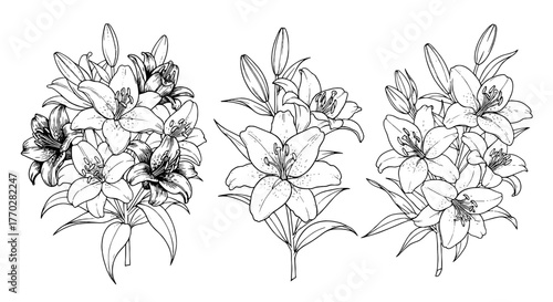 Elegant Lily Flower Arrangements in Detailed Line Art for Botanical Illustrations, Invitations, and Floral Designs | Creating Serene Atmosphere in Spring Wedding Decor and Garden Themes, for Healthcar