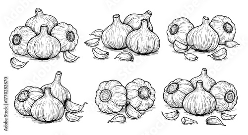 Garlic Still Life Illustration for Culinary Arts and Healthy Lifestyle Designs: Hand-Drawn Allium Sativum in Multiple Arrangements for Food Blog Graphics and Restaurant Menu Artwork, Herbs, Spices, Fa