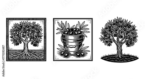 Olive Harvest Etchings: Rustic Olive Trees & Bucket Illustration for Mediterranean Cuisine, Agricultural Business, Organic Food Packaging & Olive Oil Branding. Vintage Woodcut Style Artworks for Prese