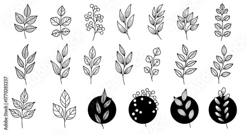 Elegant Botanical Illustrations Set for Decorative Design Projects Featuring Hand-Drawn Leaves and Berries on White Background, Ideal for Invitations, Website Templates and Branding Materials, Includi