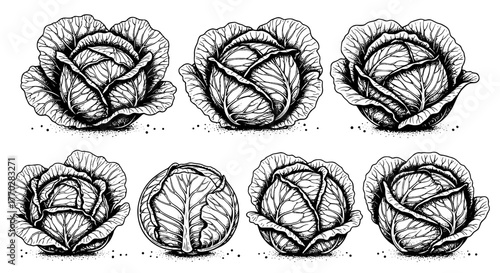 Detailed Engraving Illustration of Cabbage Harvest Collection in Black and White, Ideal for Organic Food Packaging Design, Promoting Healthy Eating, Farm-to-Table Concepts, and Sustainable Agriculture