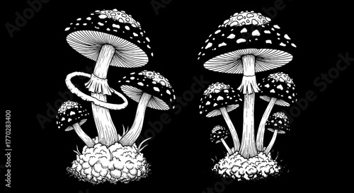 Intricate Fly Agaric Mushrooms Illustration in Black and White: Detailed Amanita Muscaria Fungi Groupings Amidst Grass, Creating a Botanical Fantasy Landscape for Nature-Themed Illustrations and Magic