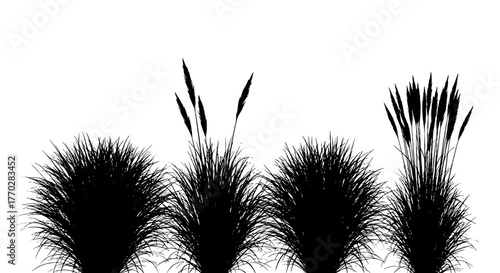 Ornamental Grass Silhouettes Against White Backdrop: Natural Wild Plant Life for Botanical Illustrations, Eco-Friendly Designs, Landscape Architecture & Sustainable Garden Concepts, Black & White Mini
