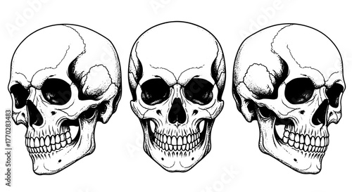 Trio of Anatomical Skull Illustrations in Detailed Black and White Stipple Style on White Backdrop Embodying Mortality and Anatomy for Medical Visuals, Halloween Designs, Gothic Art Projects, and Tatt