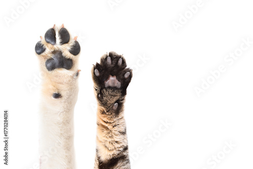 Paws of a Labrador dog and a Scottish Straight cat isolated on white background