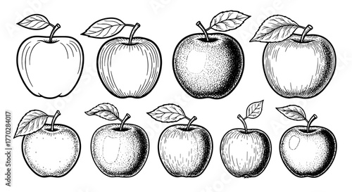 Apple Variety: Vintage Etching of Fresh Apples in Assorted Styles for Culinary Arts, Education, Orchard Harvesting, & Healthy Eating Promotion, Detailed Hand-Drawn Fruit Illustrations on Presentation