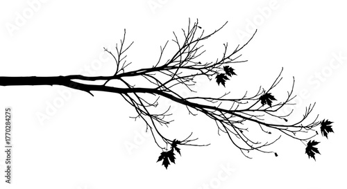 Silhouette of Deciduous Tree Branch in Autumnal Setting, with Bare Limbs and Sparse Maple Leaves in Fall Season, Showing Black and White Graphic Resource for Seasonal Designs, Backdrop for Natural Pre