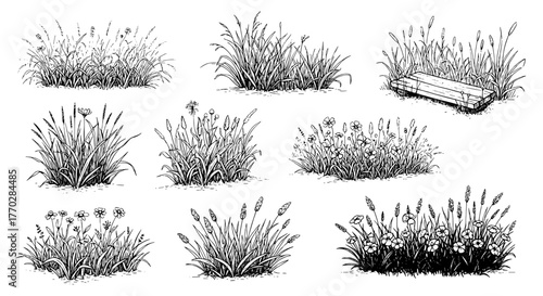 Detailed Grasses in Black and White Sketch Style with Bench Illustration for Landscape Design and Ecological Projects, Perfect for Architectural Renderings and Botanical Studies, Showcasing Wildflower