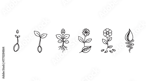 Hand drawn botanical sketches of plant growth stages from seed to flower silhouette