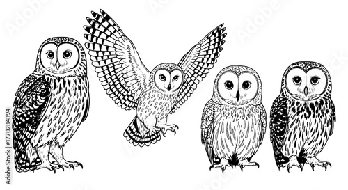 Elegant Owl Illustrations Collection: Hand-Drawn Birds in Various Poses, Perfect for Nature-Themed Projects, Wildlife Conservation Awareness, Educational Materials, and Artistic Design. Detailed Line