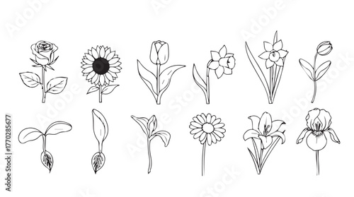 Collection of botanical sketches delicate hand drawn flowers and seedlings for artistic projects silhouette