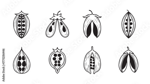 Collection of seed pods botanical drawings detailed line art for natural themes silhouette