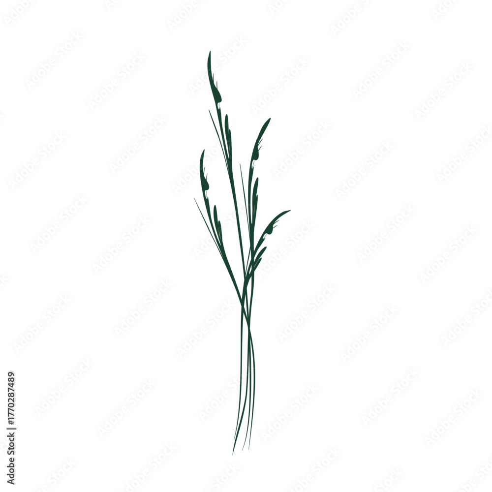 Obraz premium green plant isolated on white background