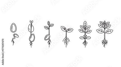 Seed germination and plant growth stages botanical drawing sequence silhouette