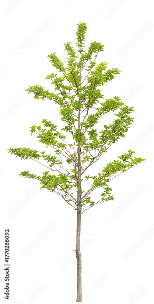 Obraz premium クロガネモチ 10月撮影 樹高3m