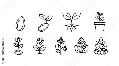 Stages of plant growth seed sprout seedling plant flower pots and mature vegetation icons silhouette