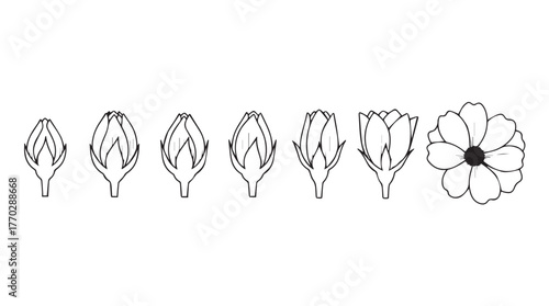 Artichoke bud stages to full bloom botanical line art study silhouette