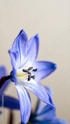 A blue Scilla flower image with shallow depth of field