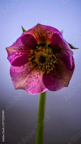A purple Hellebores flower 
