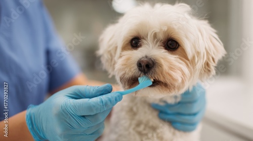 Dog receives dental care in veterinary clinic while owner watches attentively