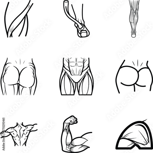Anatomical muscle groups of the human body