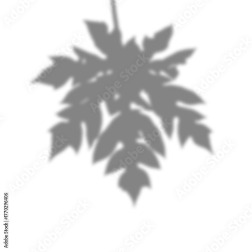 Shadow of papaya leaves on white background