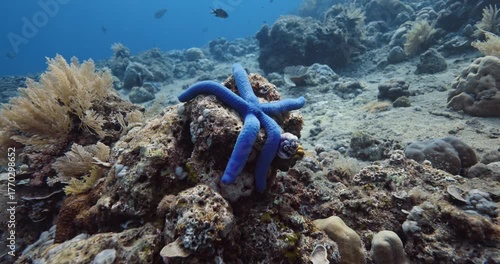 Blue sea star fish or Linckia laevigata underwater on coral reef