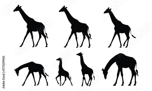 Set of Giraffe Silhouettes in Various Poses, Black Giraffe Silhouettes Walking and Feeding, vector , silhouette.