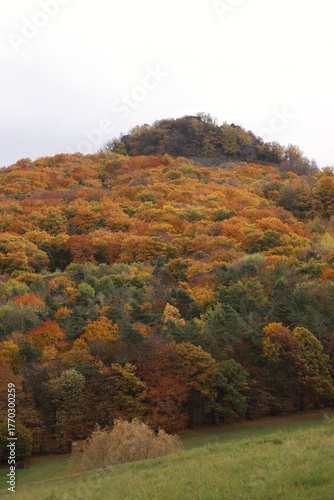 view of a colorful hill in autumn