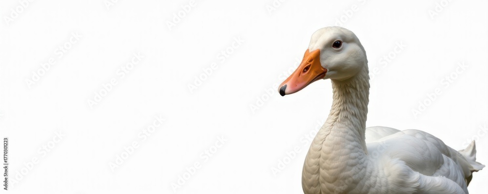 Obraz premium Close-up of a comical goose and duck White background , face, waterfowl