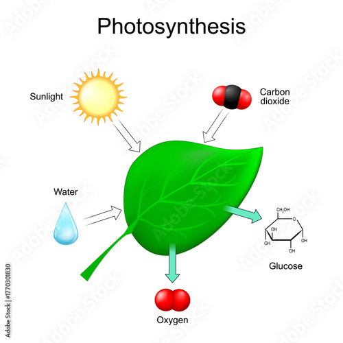 Photosynthesis process in plant leaf